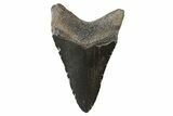 Fossil Megalodon Tooth - Georgia #74193-1